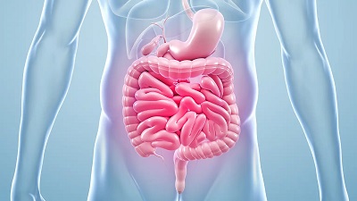 what is gut health